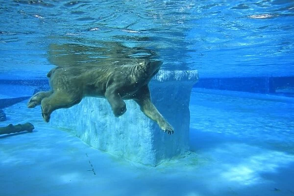 Polar Bear (Ursus maritimus) adult, swimming underwater, Singapore Zoo