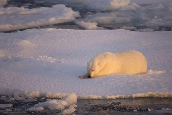 Polar Bear (Ursus maritimus) adult, sleeping on icefloe at sunset, Erik Eriksenstretet, Svalbard, August