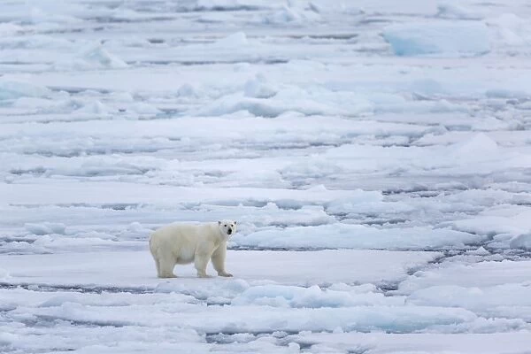 Polar Bear (Ursus maritimus) adult, standing on icefloe, Erik Eriksenstretet, Svalbard, August