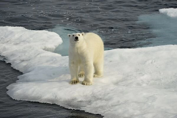 Polar Bear (Ursus maritimus) adult, standing on ice floe, Baffin Island, Nunavut, Canada, August