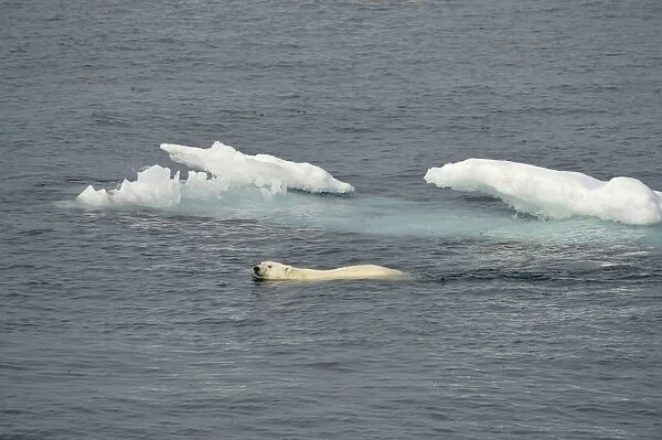 Polar Bear (Ursus maritimus) adult, swimming in sea near ice, Baffin Island, Nunavut, Canada, August