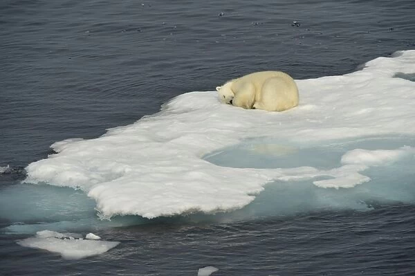 Polar Bear (Ursus maritimus) adult, sleeping on ice floe, Baffin Island, Nunavut, Canada, August