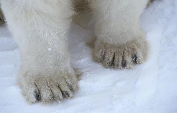 Polar Bear (Ursus maritimus) adult, close-up of paws, Canada