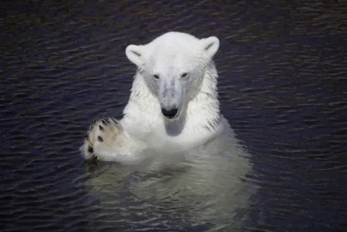 Framed Print : Polar Bear (Ursus maritimus) adult, in water, with paws held together, Ranua Zoo