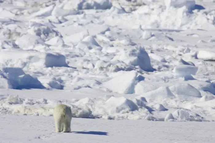 Framed Print : Polar Bear (Ursus maritimus) adult, rear view, walking on sea ice, Spitsbergen, Svalbard