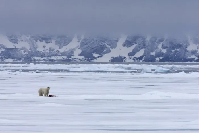 Framed Print : Polar Bear (Ursus maritimus) adult, feeding on prey, standing on pack ice in habitat, Spitsbergen, Svalbard, september
