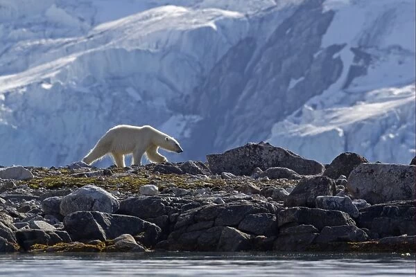 Polar Bear (Ursus maritimus) adult, walking on rocks, with glacier in background, Spitzbergen, Svalbard, july