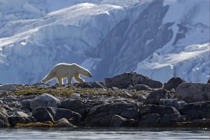 Framed Print : Polar Bear (Ursus maritimus) adult, walking on rocks, with glacier in background, Spitzbergen, Svalbard, july Framed Print : Polar Bear (Ursus maritimus) adult, walking on rocks, with glacier in background, Spitzbergen, Svalbard, july