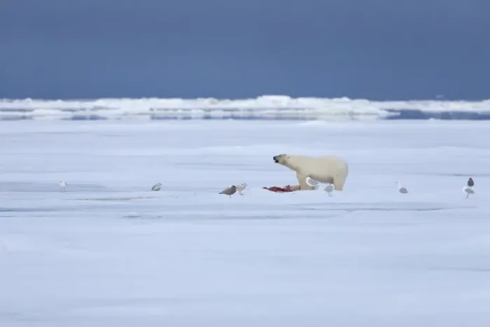 Framed Print : Polar Bear (Ursus maritimus) adult, feeding on prey, with Glaucous Gulls (Larus hyperboreus) scavenging, standing on pack ice in habitat, Spitsbergen, Svalbard, september