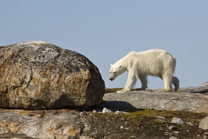 Framed Print : Polar Bear (Ursus maritimus) adult, walking on rocks, Spitzbergen, Svalbard, july Framed Print : Polar Bear (Ursus maritimus) adult, walking on rocks, Spitzbergen, Svalbard, july