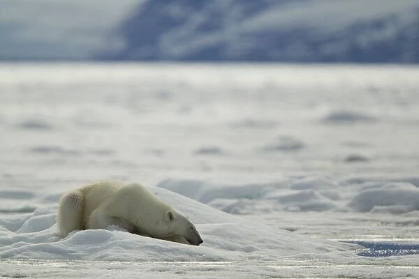 Polar Bear (Ursus maritimus) adult, sleeping on sea ice in coastal habitat, Svalbard, july