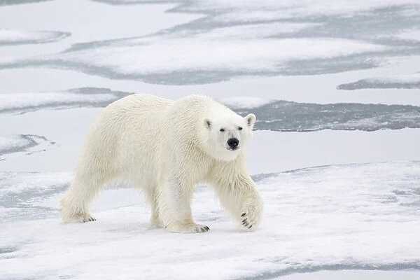 Polar Bear (Ursus maritimus) adult, walking on sea ice, Spitzbergen, Svalbard, july