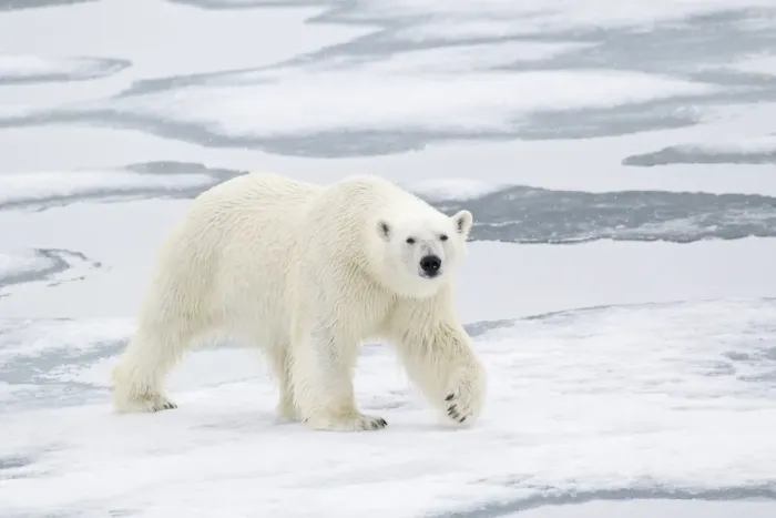 Framed Print : Polar Bear (Ursus maritimus) adult, walking on sea ice, Spitzbergen, Svalbard, july Framed Print : Polar Bear (Ursus maritimus) adult, walking on sea ice, Spitzbergen, Svalbard, july