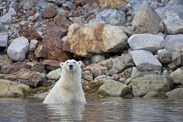 Polar Bear (Ursus maritimus) adult, in water near rocky shore, Spitsbergen, Svalbard, september