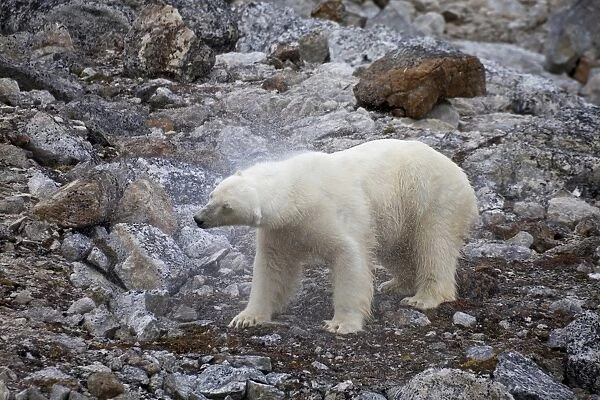 Polar Bear (Ursus maritimus) adult, shaking water from coat, standing on rocks, Spitsbergen, Svalbard, september