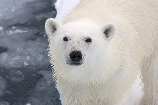Polar Bear (Ursus maritimus) adult, close-up of head, standing on pack ice, Kong Karls Land, Svalbard, July