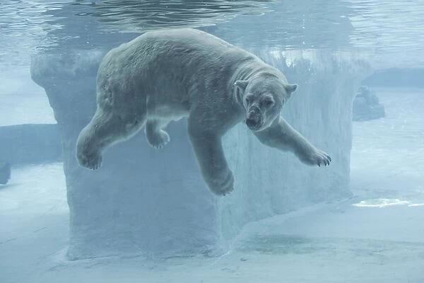 Polar Bear (Ursus maritimus) adult, swimming underwater, Singapore Zoo