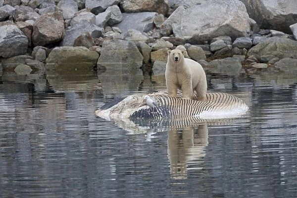 Polar Bear (Ursus maritimus) adult, feeding, scavenging on dead Fin Whale (Balaenoptera physalus) carcase floating in sea, Spitsbergen, Svalbard
