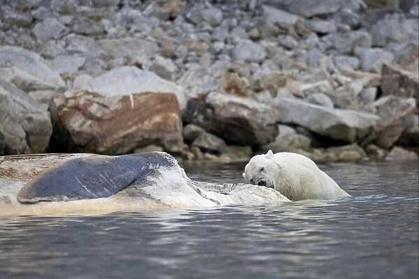 Polar Bear (Ursus maritimus) adult, feeding, scavenging on dead Fin Whale (Balaenoptera physalus) carcase floating in sea, Spitsbergen, Svalbard, september