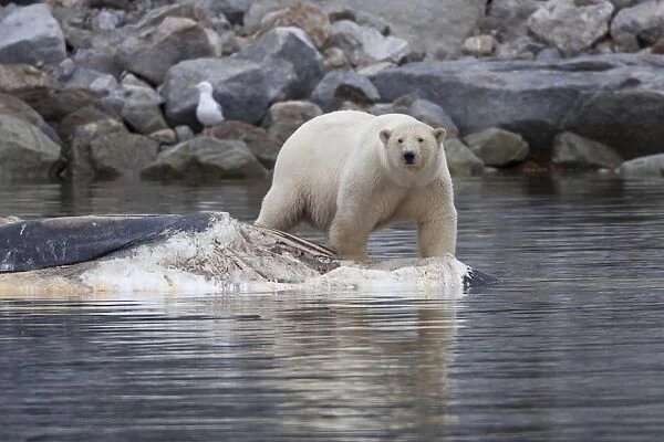 Polar Bear (Ursus maritimus) adult, feeding, scavenging on dead Fin Whale (Balaenoptera physalus)