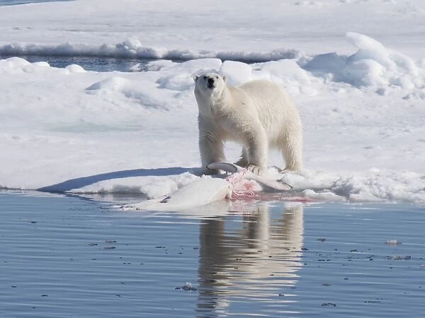 Polar Bear (Ursus maritimus) adult female, defending Beluga Whale (Delphinapterus leucas) prey