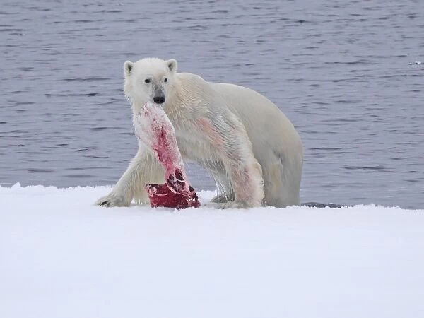 Polar Bear (Ursus maritimus) adult female, with Beluga Whale (Delphinapterus leucas) fin in mouth