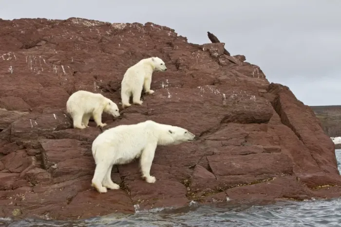 Framed Print : Polar Bear (Ursus maritimus) adult female with two cubs, standing on rocks at edge of water, Spitzbergen, Svalbard, july Framed Print : Polar Bear (Ursus maritimus) adult female with two cubs, standing on rocks at edge of water, Spitzbergen, Svalbard, july