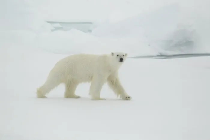 Framed Print : Polar Bear (Ursus maritimus) adult male, walking on sea ice, Svalbard, july Framed Print : Polar Bear (Ursus maritimus) adult male, walking on sea ice, Svalbard, july