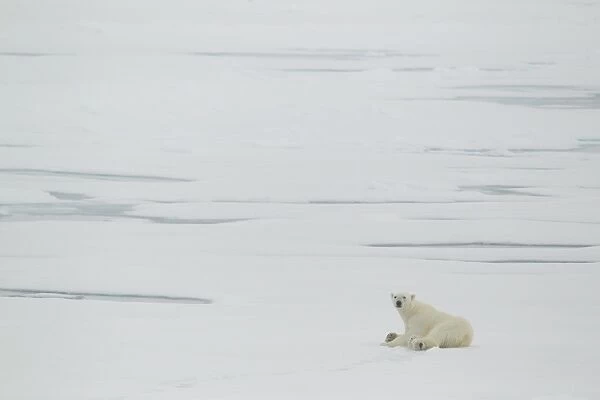 Polar Bear (Ursus maritimus) adult male, resting on sea ice, Svalbard, july