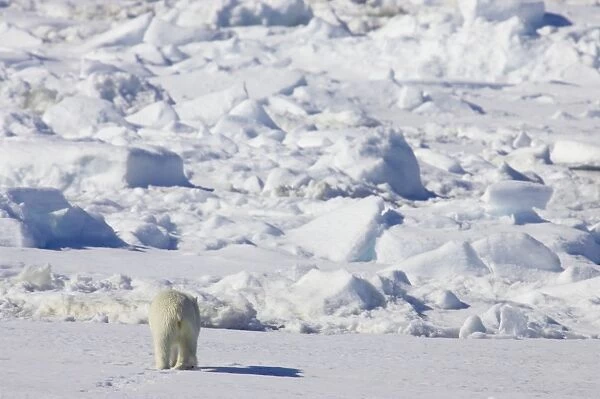 Polar Bear (Ursus maritimus) adult, rear view, walking on sea ice, Spitsbergen, Svalbard