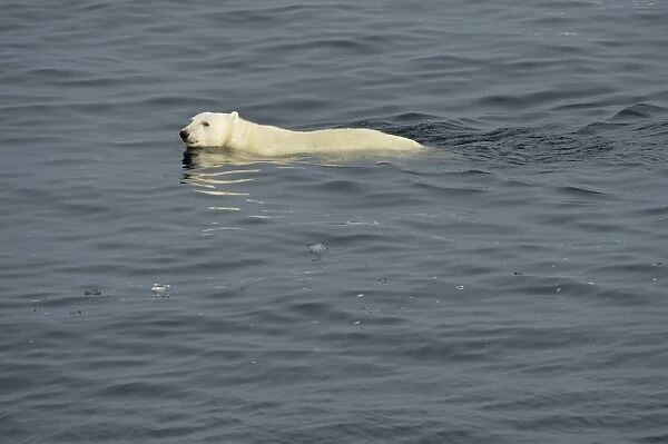 Polar Bear (Ursus maritimus) adult, swimming in sea, Baffin Island, Nunavut, Canada, August