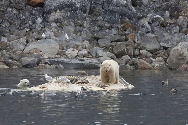 Polar Bear (Ursus maritimus) two adults, feeding, scavenging on dead Fin Whale (Balaenoptera physalus) carcase floating in sea, Spitsbergen, Svalbard, september