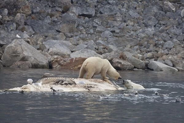 Polar Bear (Ursus maritimus) two adults, fighting, scavenging on dead Fin Whale (Balaenoptera physalus) carcase floating in sea, Spitsbergen, Svalbard, september