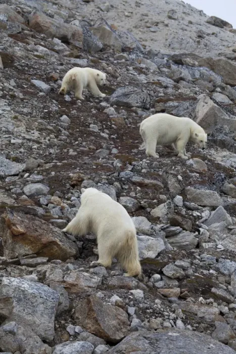 Framed Print : Polar Bear (Ursus maritimus) adults and young, standing on rocky slope, Spitsbergen, Svalbard, september Framed Print : Polar Bear (Ursus maritimus) adults and young, standing on rocky slope, Spitsbergen, Svalbard, september