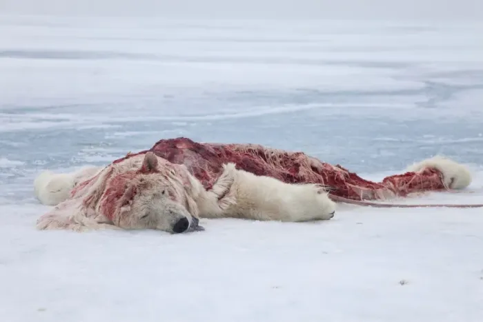 Framed Print : Polar Bear (Ursus maritimus) dead young, killed and eaten by another Polar Bear, on pack ice, Spitsbergen, Svalbard Framed Print : Polar Bear (Ursus maritimus) dead young, killed and eaten by another Polar Bear, on pack ice, Spitsbergen, Svalbard