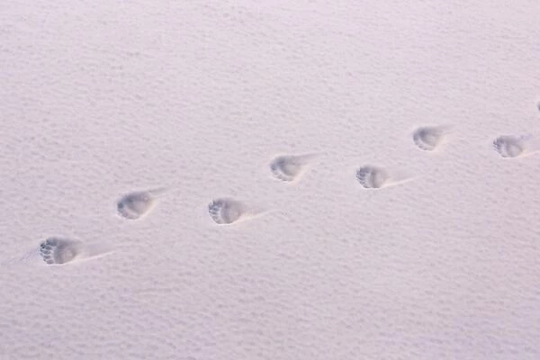 Polar Bear (Ursus maritimus) footprints on icefloe, Erik Eriksenstretet, Svalbard, August