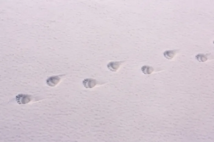 Framed Print : Polar Bear (Ursus maritimus) footprints on icefloe, Erik Eriksenstretet, Svalbard, August Framed Print : Polar Bear (Ursus maritimus) footprints on icefloe, Erik Eriksenstretet, Svalbard, August