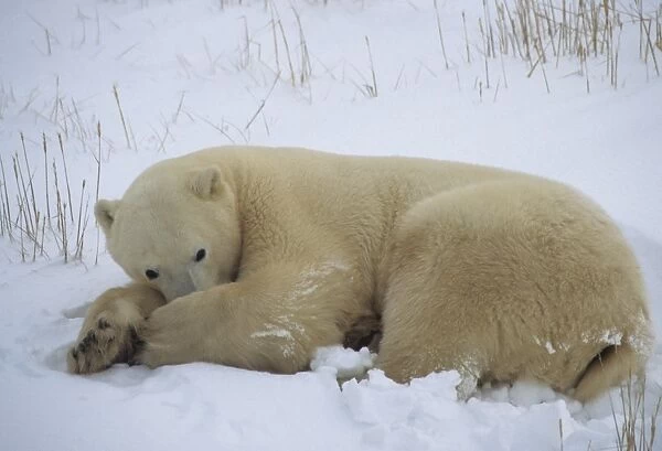 Polar Bear (Ursus maritimus) Resting - Hudson Bay, Churchill, Canada