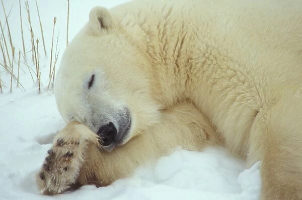 Polar Bear (Ursus maritimus) Sleeping with head resting on leg  /  Hudson Bay, Churchill