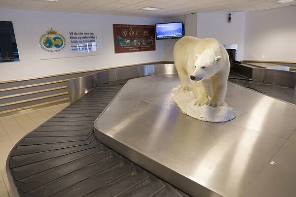Polar Bear (Ursus maritimus) stuffed adult, at baggage claim in airport, Longyearbyen, Spitsbergen, Svalbard, September