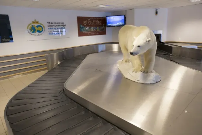 Framed Print : Polar Bear (Ursus maritimus) stuffed adult, at baggage claim in airport, Longyearbyen, Spitsbergen, Svalbard, September
