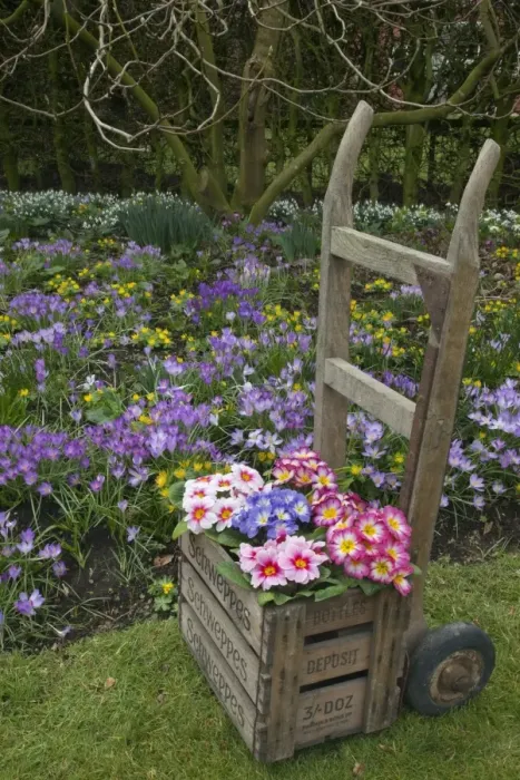 Framed Print : Polyanthus Primrose (Primula sp. ) flowering, in wooden crate on sack-barrow, with winter aconites Framed Print : Polyanthus Primrose (Primula sp. ) flowering, in wooden crate on sack-barrow, with winter aconites