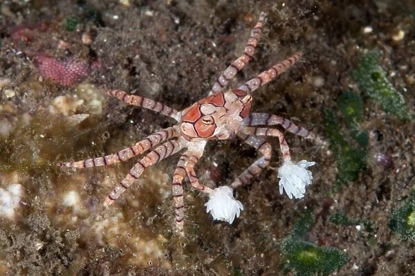 Pom-pom Crab (Lybia tesselata) adult, with anemones on claws for protection, on hard coral at night, Seraya, Bali