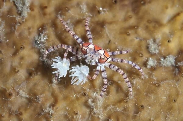Pom-pom Crab (Lybia tesselata) adult, with Anemones (Bunodeopsis  /  Triactis sp. ) on claws for protection on hard coral