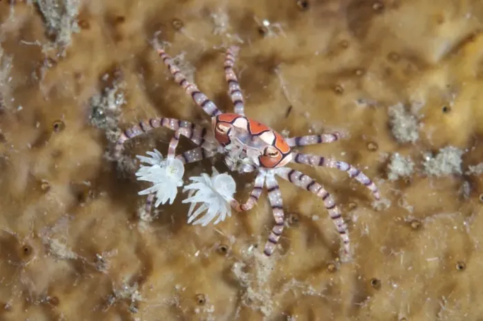 Framed Print : Pom-pom Crab (Lybia tesselata) adult, with Anemones (Bunodeopsis / Triactis sp. ) on claws for protection on hard coral Framed Print : Pom-pom Crab (Lybia tesselata) adult, with Anemones (Bunodeopsis / Triactis sp. ) on claws for protection on hard coral