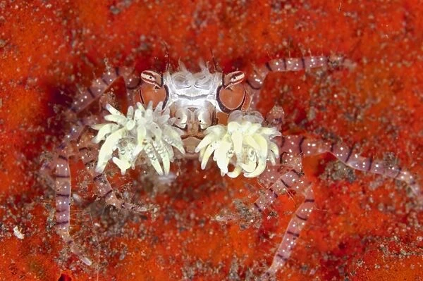 Pom-pom Crab (Lybia tesselata) adult, with anemones on claws for protection, Seraya, Bali, Lesser Sunda Islands