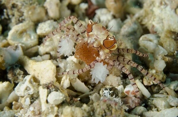 Pom-pom Crab (Lybia tesselata) adult female, with Anemones (Bunodeopsis  /  Triactis sp. ) on claws for protection