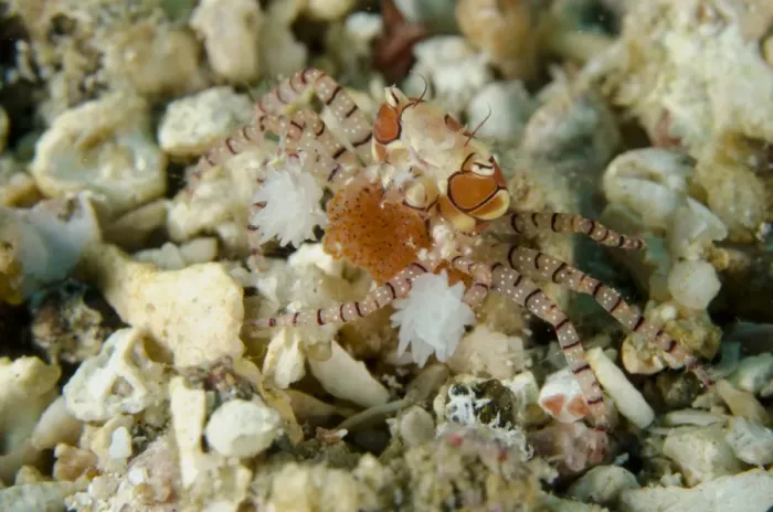 Framed Print : Pom-pom Crab (Lybia tesselata) adult female, with Anemones (Bunodeopsis  /  Triactis sp. ) on claws for protection
