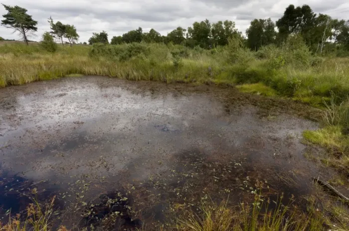 Framed Print : Pond in heathland habitat, Chobham Common N. N. R. Surrey, England, August Framed Print : Pond in heathland habitat, Chobham Common N. N. R. Surrey, England, August