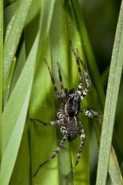 Pond Pirate Wolfspider (Pirata piraticus) adult, resting in long grass, waiting to ambush prey, Crossness Nature Reserve, Bexley, Kent, England, may